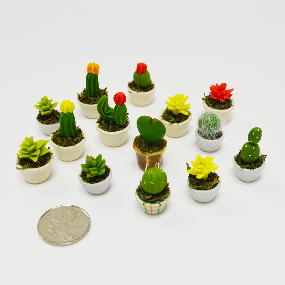 Miniature Succulents – Petite Workshop